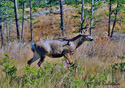 Odocoileus hemionus